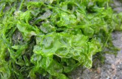     Algae