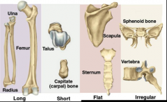 long: humerus, ulna, femur
short: carpals, tarsals
flat: skull, sternum, scapula, ribs
irregular: vertebrae, mandible, pelvis