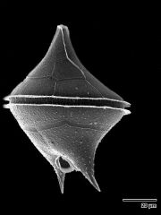 Chromalveolates:
Dinoflagellates