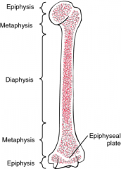 -the rounded end of a long bone 
- there are both proximal & distal epiphysis's
-spongy bone is found here