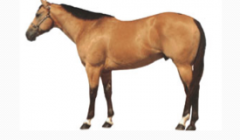 Color breed. Any horse with black tails, mane and marking with a light cream to dark gold, and white markings on lower legs.