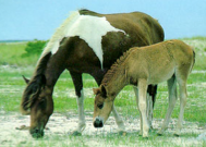Wild ponies descendent from Assateague Island in Maryland and Virginia. Spanish shipwreck survivors. Sold for population control. 'Misty of _______ '