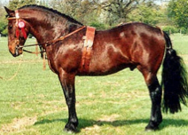 English Sporthorse, 16 hands high, well muscled, bay color with no white markings. Feet are important.