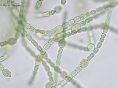 Cyanobacteria:
Anabaena