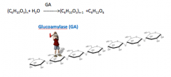 Cleave a glucose molecule from the end:        GA catalyzes the pro­duction of D-glucosefrom the non-reducing end of starch and maltooligosacchar­ides, cleaving both a-(1-4) or a-(1-6) glucosidic bonds.
