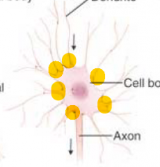 Quel est ce genre de neurone?


a) interneurone
b) cellule du cervelet
c) motoneurone alpha (pour innerver les fibres musculaires)
d) neurone sensoriel
e) cellule de la rétine