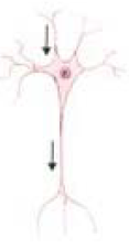 Quel est ce genre de neurone?


a) interneurone
b) cellule du cervelet
c) motoneurone alpha (pour innerver les fibres musculaires)
d) neurone sensoriel
e) cellule de la rétine