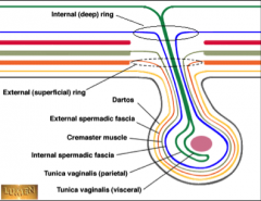 Artère et veine spermatique + conduit déférent


Nerfs ilio inguinal et génito-fémoral voyagent dans le canal inguinal