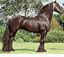 Flashy horse, large, black, native to Holland, long flowing mane and tail, leg feathering. Used to carry knights, heavy and elegant movement.