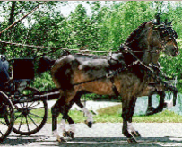 Carriage horse, England in the 1800s for pulling carriages, small or ponies, bay brown or black, high stepping gait.