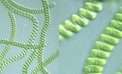 Cyanobacteria:
Spirulina