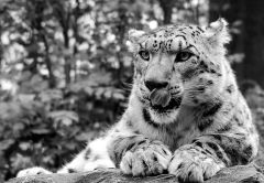   Snow            Leopard