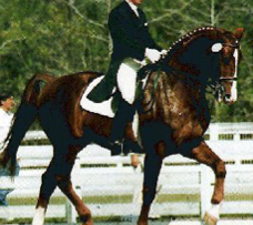 German warmblood used for riding, known for even temperament, floating trot and ground-covering walk. Selective breeding.