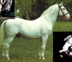 Classical Riding Horse (title) in Austrian school, only 6 studs form bloodline of the breed. Horse of Battle and Ballet