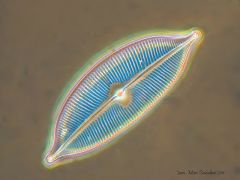 Alga:
Diatoms