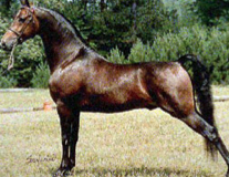 Figure from " Justin _____ Had a Horse " . Bay, brown or chestnut. American legend in 1791. Unknown parentage. Arabian head, perfect light horse.
