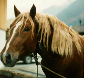 Branding used to identify, ancient breed from Austria. Draft horse.