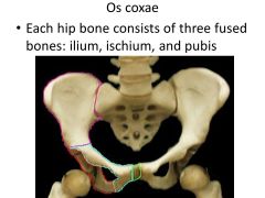 3 fused bones:
-ilium
-ischium
-pubis