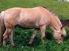Oldest Norweigan Breed, viking war horse. Ancestor of all present-day draft breeds. Dun color, stripes on fetlock. 13-14 hands.