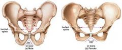 Male: 
-pelvic inlet is more narrow 




Female:
-pelvic inlet is wider