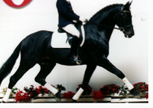 German sport horse who must fit specific guidelines for "premium stallion" breeding. Black or gray carriage horses.
