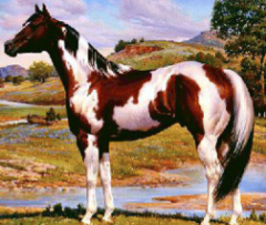 American Paint Horse. Head markings like solid horse, white legs, regular spots, dark flanks, tail of both colors.