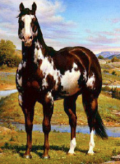 American Paint Horse. May be predominantly white or colored, white doesn't cross back, bold head markings, solid color tail.