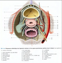 Les artères passent dans les couches du
fascia pelvien 
- nait a/n de L5-S1,
ailes sacrées
--> a.
vésicale SUP (base)
--> a. vésicale INF (trigone) 
--> a.
honteuse INT --> a. uréthrale      