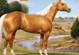 Color breed. Stock horse, cattlebreed and pleasure. Mane must be white, no more than 15% other colors, light to dark gold (coin).
