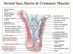 Temperature regulation of testes. Normal spermatogenesis
requires 2-3°C lower temperature than core body temperature.
This is achieved in 3 ways: 

1.   dartos muscle of the scrotal skin 

2.   cremaster muscle in spermatic cord 
 •   ...