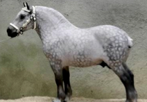 Popular US World War 2 breed. Amish favorite. French draft breed with a dash of Arabian. Black, gray or dapple gray.