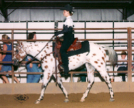 Developed in the 1950s. Size of a pony, color of a Appaloosa, build of a Quarter Horse x Arabian. Sport and pleasure.