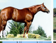 Approved by the AQHA. Bred to race 1/4 mile. Rounded hindquarters, all colors, medium size,