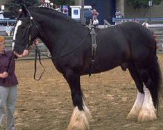Largest draft breed. Bred to be medieval war horses.
