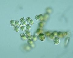 Cyanobacteria:
Gleocapsa
