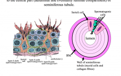 Spermatogenic cells migrate from the peripheral (basal compartment)
to the central part (adluminal and eventually luminal compartment) of

					
				
				
					
						seminiferous tubule.
