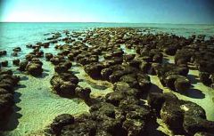 Cyanobacteria:
Stromatolites