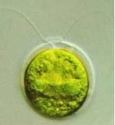 Green Alga:
Chlamydomonas
