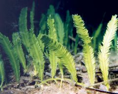 Green Alga:
Caulerpa