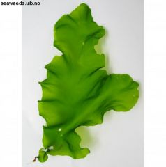 Green Alga:
Ulva