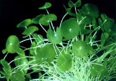 Green Alga:
Acetabularia