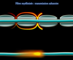 Comment s'appelle le processus qui fait que la conduction du signal électrique dans l'axone se fait par sauts entre noeuds de Ranvier?