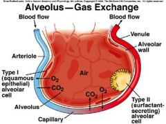 gas exchange 
 
(there are about 300 million alveoli)