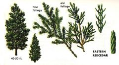 Juniperus virginiana 