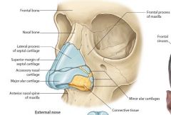 frontal and maxillary bones