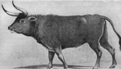 Extinct ancestor of domestic cattle, last killed in 1627. Bos Primigenius