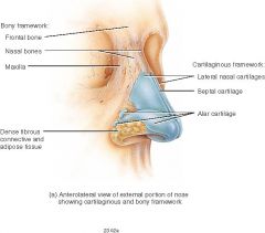 -Septal cartilage 
-Greater alar cartilage 
-Nasal bone