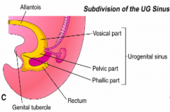 Males:
- Epithelial lining of the distal part of the prostatic urethra and membranous urethra

Females:
- Epithelial lining of the inferior parts of the vagina