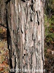 Juniperus virginiana 
Bark: Red-brown in color, exfoliating in long, fibrous strips, often ashy gray where exposed.  