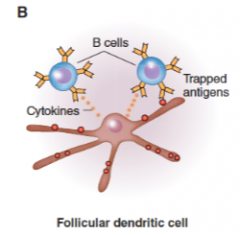 1. Follicular Dendritic Cells in lymph nodes trap and present antigens to B cells
2. Some antigen processing occurs
3. FDCs provide cytokines to attract B cells and promote survival